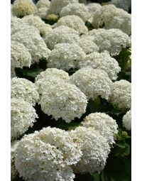 Hydrangea, Smooth 'Incrediball®'