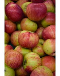 Malus, Fruiting Apple 'Cortland'