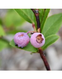 Vaccinium, Highbush Blueberry 'Pink Popcorn®'