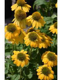 Echinacea, Coneflower 'Prairie Pillars™ Leilani'