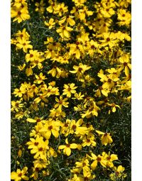 Coreopsis, Threadleaf Tickseed 'Imperial Sun®'