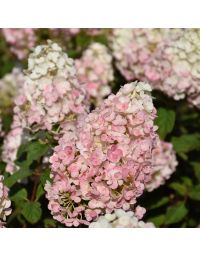 Hydrangea, Panicle 'First Editions® Strawberry Sundae®'
