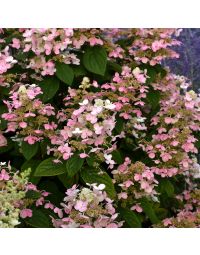 Hydrangea, Panicle 'Quick Fire®'