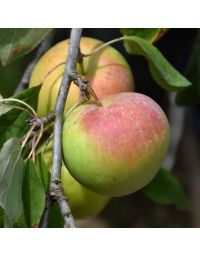 Malus, Fruiting Apple 'Zestar!®'