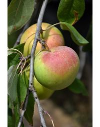 Malus, Fruiting Apple 'Zestar!®'