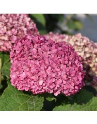 Hydrangea, Smooth 'Invincibelle Mini Mauvette®'