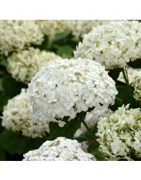 Hydrangea, Smooth 'Invincibelle Wee White®'