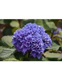 Hydrangea, Bigleaf 'Let’s Dance® Rhythmic Blue™'