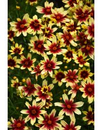 Coreopsis, Threadleaf Tickseed 'Satin & Lace™ Red Chiffon'