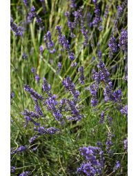 Lavandula, Hybrid Lavender 'Phenomenal™'