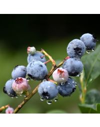 Vaccinium, Highbush Blueberry 'Blueray'