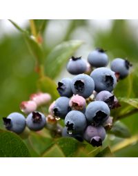 Vaccinium, Highbush Blueberry 'Patriot'