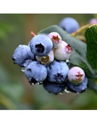 Vaccinium, Half-High Blueberry 'Chippewa'