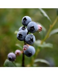 Vaccinium, Half-High Blueberry 'St. Cloud'