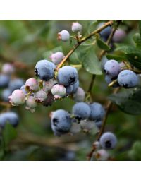 Vaccinium, Highbush Blueberry 'Superior'