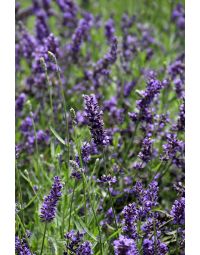 Lavandula, English Lavender 'SuperBlue'