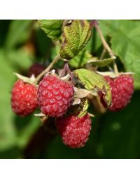 Rubus, Raspberry 'Encore'