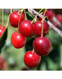 Prunus, Cherry 'Northstar'