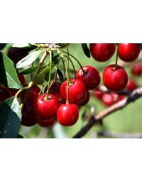 Prunus, Cherry 'Mesabi'