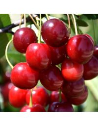 Prunus, Cherry 'Sweet Cherry Pie™'