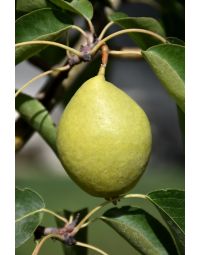 Pyrus, Pear 'Early Gold'