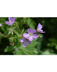 Geranium, Wild Cranesbill 'Minnesota Native'