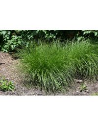 Carex, Fox Sedge 'Minnesota Native'