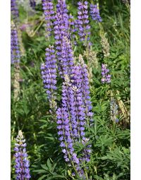 Lupinus, Sundial Lupine 'Minnesota Native'