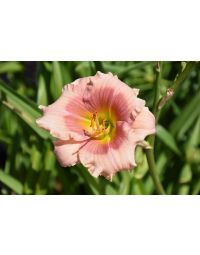 Hemerocallis, Pink Daylily 'Janice Brown'