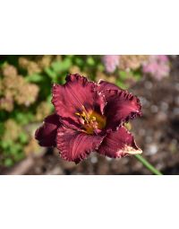 Hemerocallis, Red Daylily 'Berrylicious'