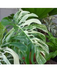 Monstera Standleyana 'Albo Variegata'