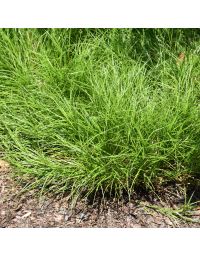Carex, Bicknell's Sedge 'Minnesota Native'