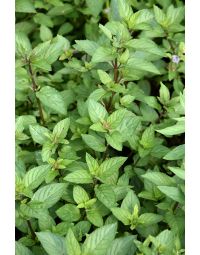 Mentha, Chocolate Mint