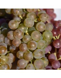 Vitis, White Grape 'Itasca'