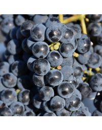 Vitis, Red Grape 'Marquette'