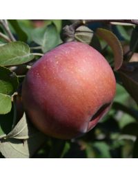 Malus, Fruiting Apple 'SnowSweet®'