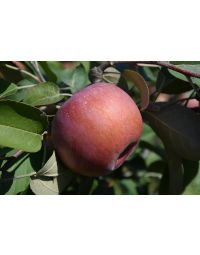 Malus, Fruiting Apple 'SnowSweet®'