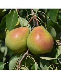 Pyrus, Common Pear 'Parker'