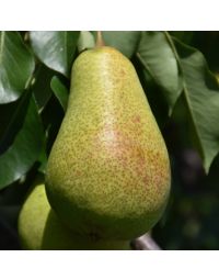 Pyrus, Ussurian Pear 'Patten'