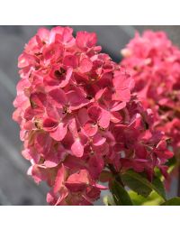 Hydrangea, Panicle 'Fire Light®'