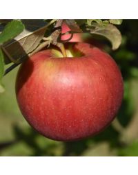 Malus, Fruiting Apple 'Freedom'