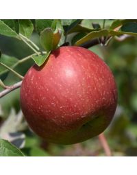 Malus, Fruiting Apple 'WineCrisp™'