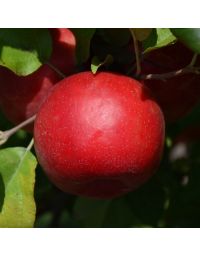 Malus, Fruiting Apple 'Haralred®'