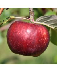 Malus, Fruiting Apple 'Frostbite™'