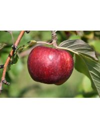 Malus, Fruiting Apple 'Frostbite™'