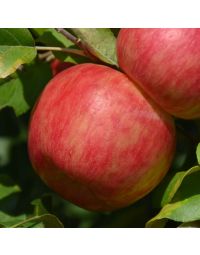 Malus, Fruiting Apple 'Haralson' (Large Sizes)