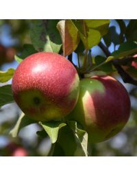 Malus, Fruiting Apple 'KinderKrisp'