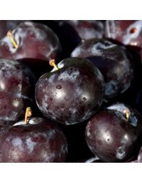 Prunus, Plum 'Black Ice™'