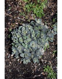 Sedum, Stonecrop 'Dynomite'