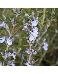 Rosmarinus, Rosemary 'Tuscan Blue'
